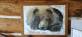 Coucou d'ours